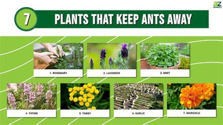 Does comet keep ants away