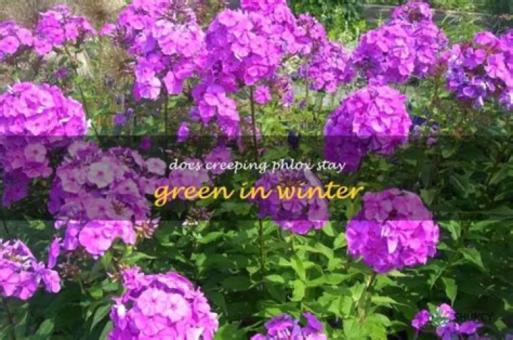 Does creeping phlox stay green all year