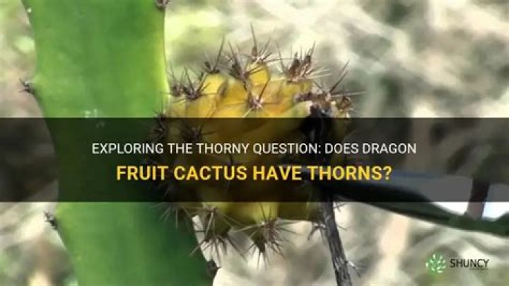 Does dragon fruit cactus have thorns
