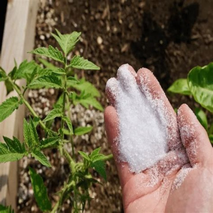 Does Epsom salt hurt the soil