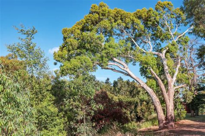 Does eucalyptus have a season