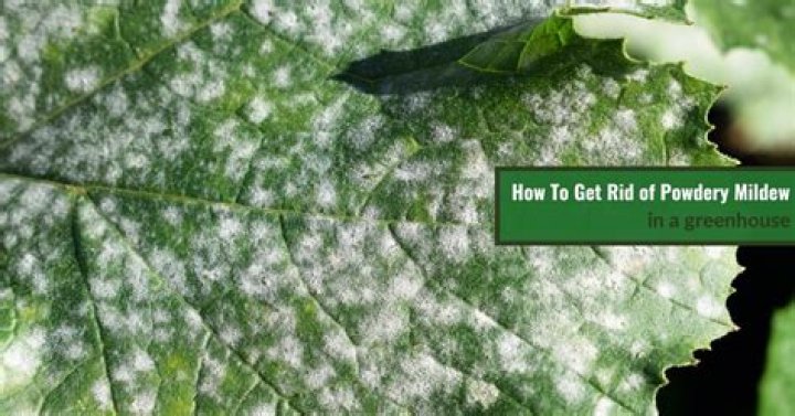 Does green cleaner kill powdery mildew
