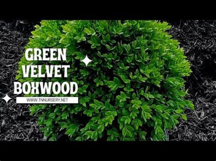Does green velvet boxwood grow in shade
