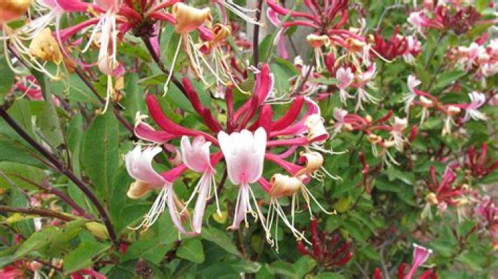 Does honeysuckle grow in winter