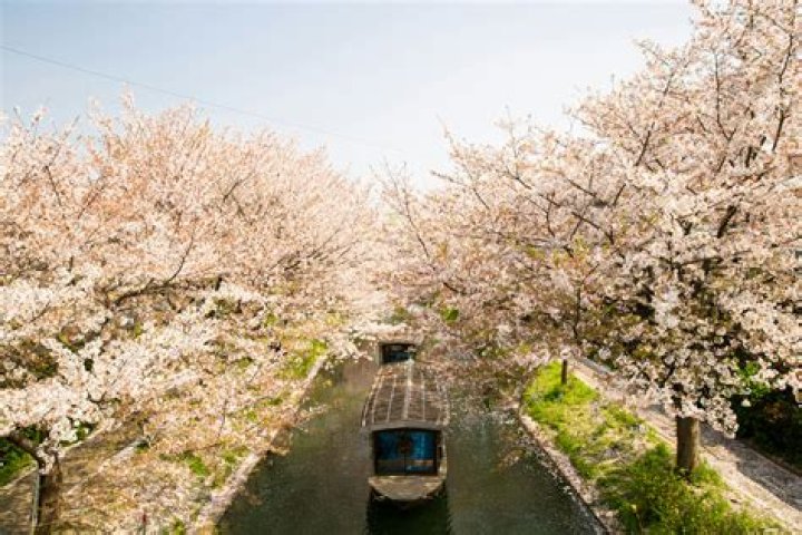Does Japanese cherry tree bear fruit