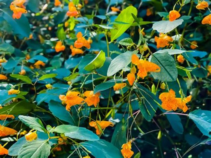 Does jewelweed grow in California