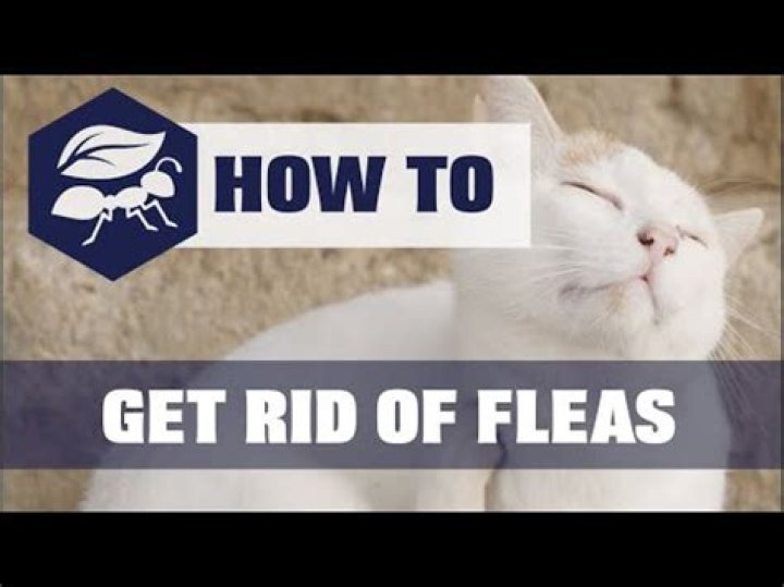 Does Phantom insecticide kill fleas