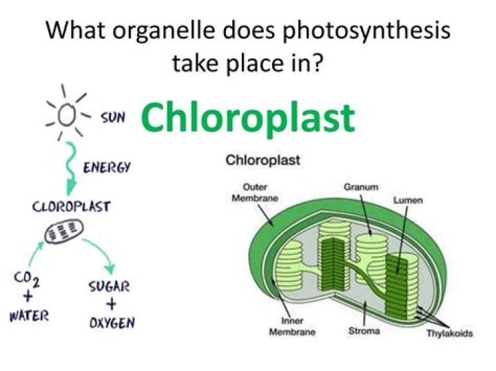 Does photosynthesis take place in chloroplast