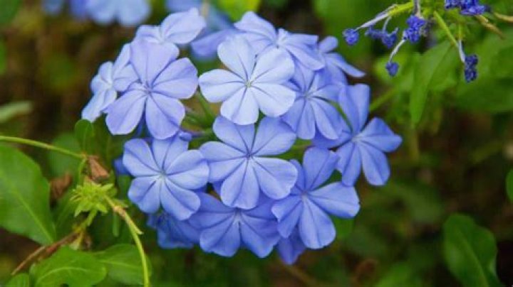 Does plumbago need a lot of water