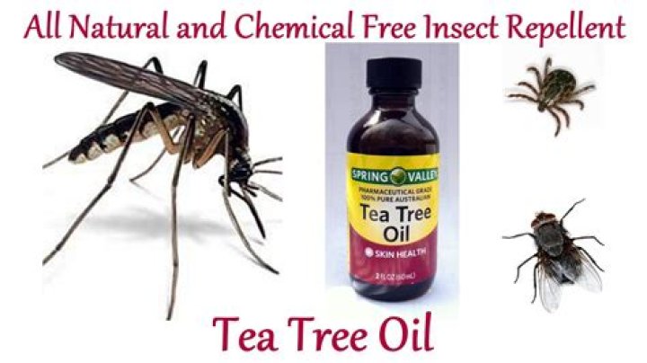Does tea tree oil repel flies