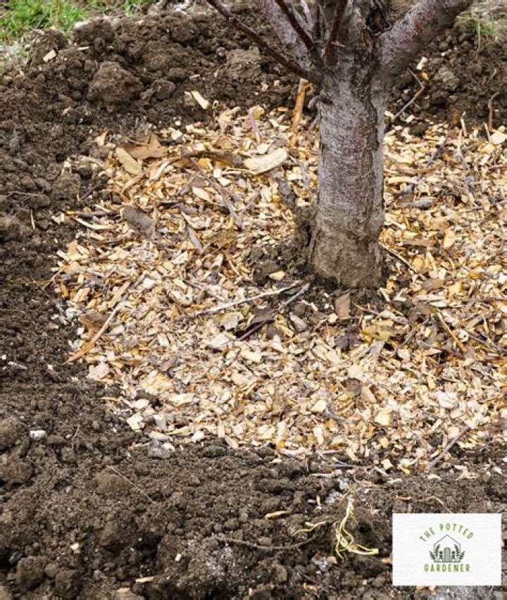 Does wood mulch attract ants