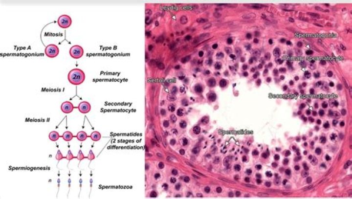 How are the primary spermatocytes produced