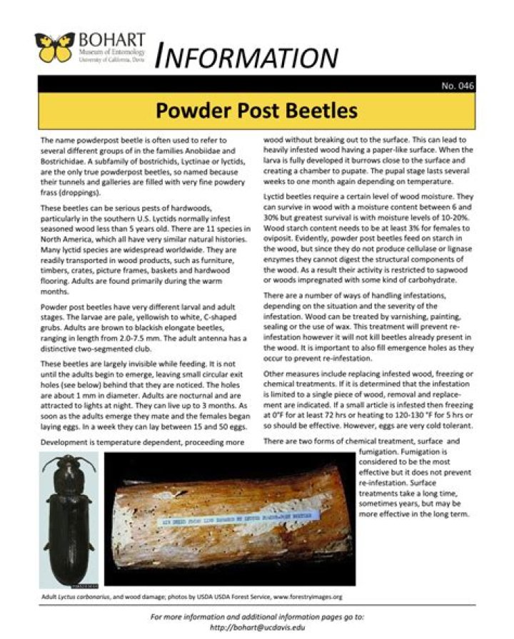 How bad are powder post beetles