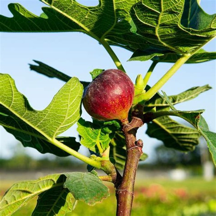 How big does a Chicago fig tree get