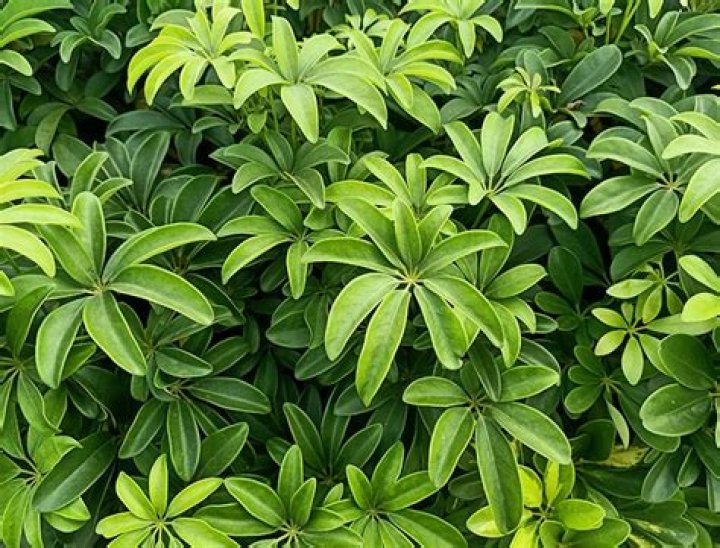 How big does a dwarf umbrella tree get