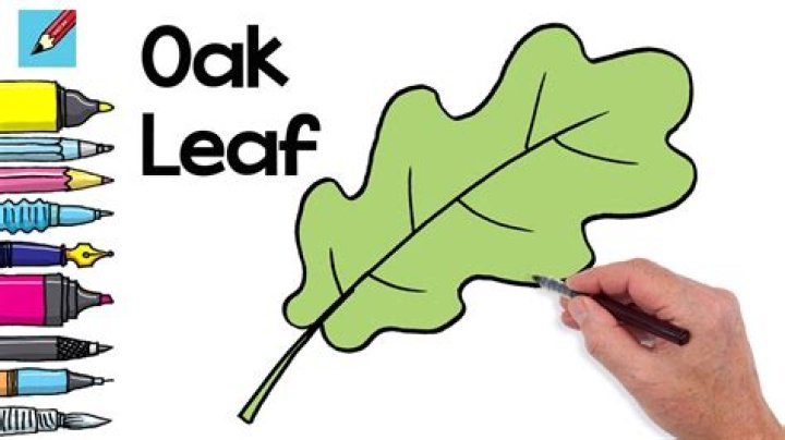 How big does an oak leaf holly get