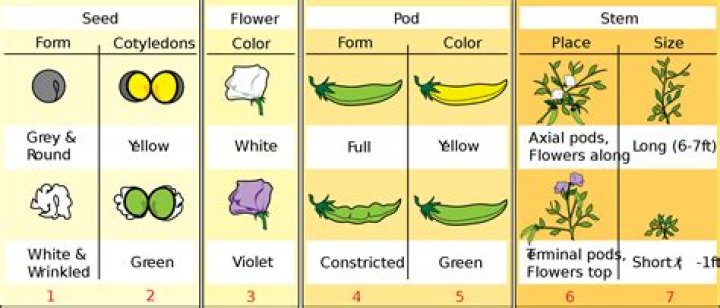 How did Mendel cross pollinated pea plants