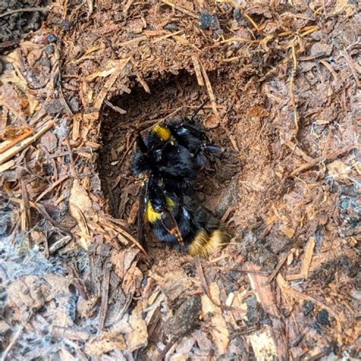 How do bumble bees move