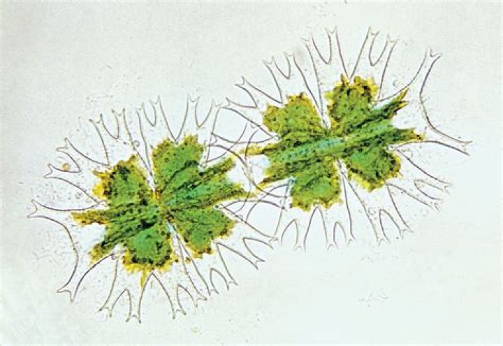 How do Desmids reproduce