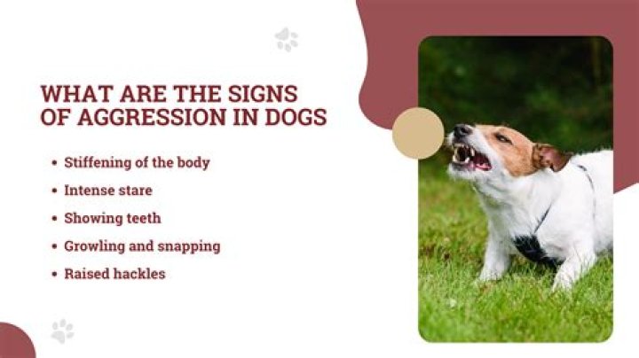 How do I control my dogs pests
