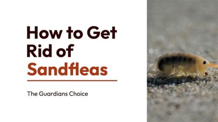 How do I get rid of sand fleas