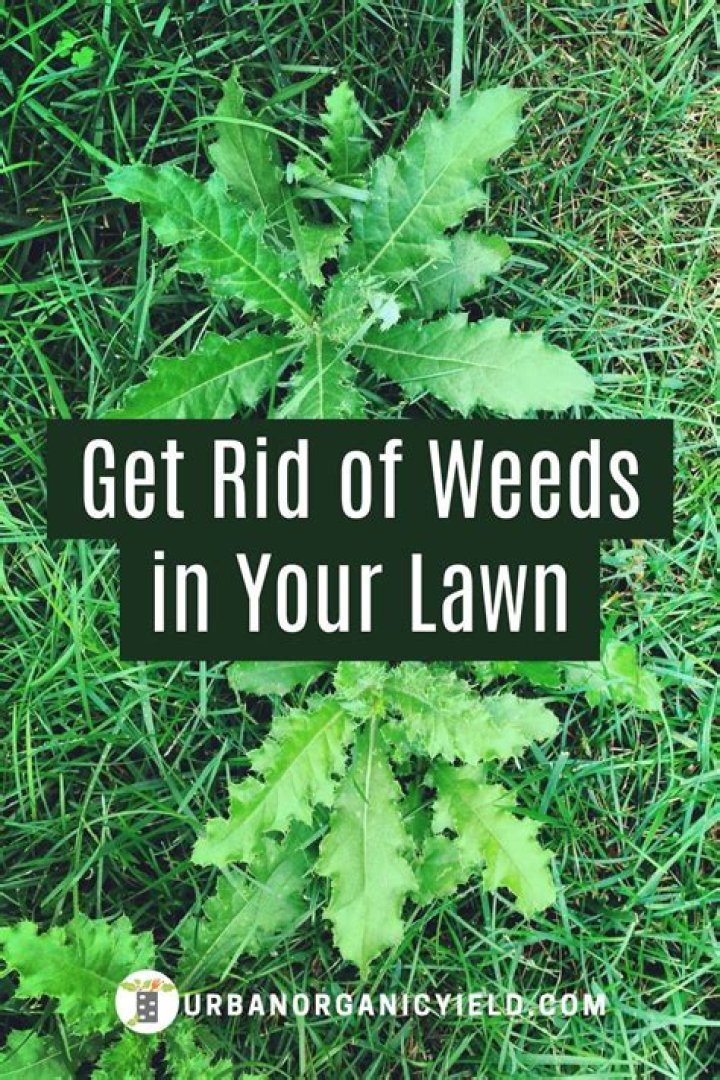 How do I get rid of weeds in my patio