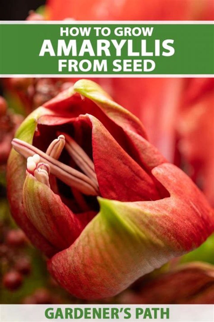 How do I grow amaryllis from seed
