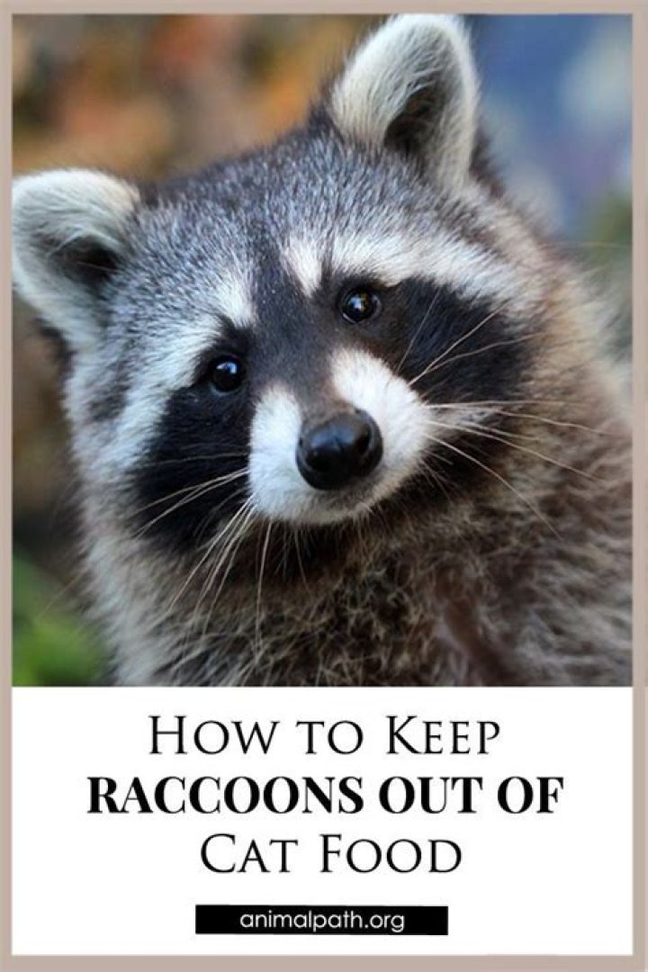 How do I keep raccoons out of my cats door