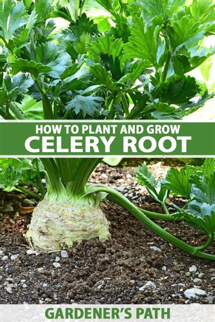 How do I know when celeriac is ready to harvest