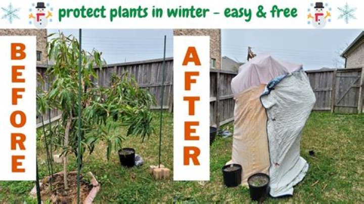 How do I protect my pine trees in the winter