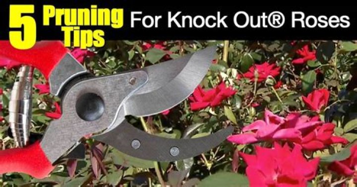 How do I prune knockout roses