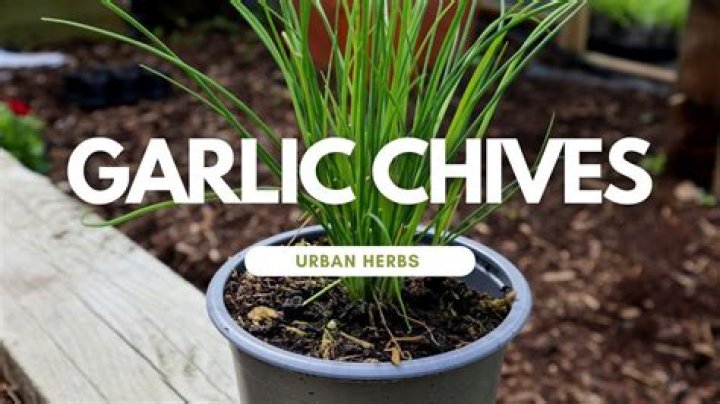 How do I use garden chives