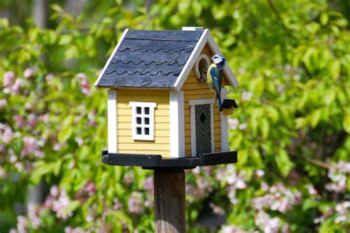 How do you attract birds to a birdhouse window
