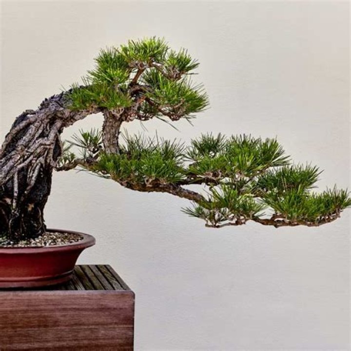 How do you Bonsai Japanese black pine