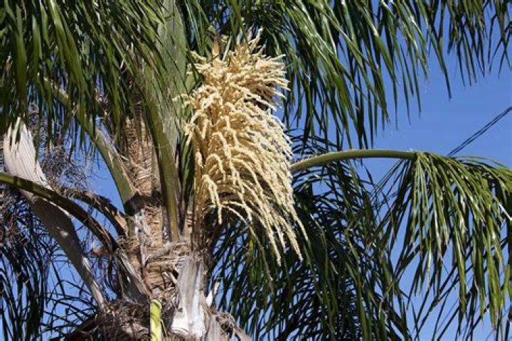 How do you care for a queen palm