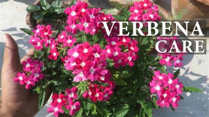 How do you care for a verbena flower