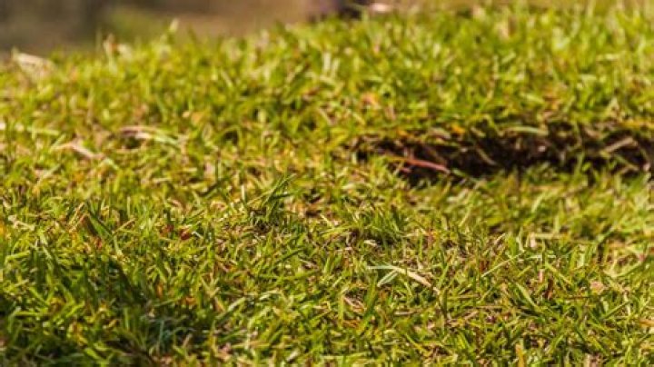 How do you care for new centipede sod