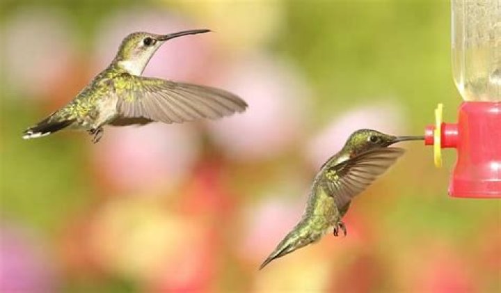 How do you catch a hummingbird without it hurting