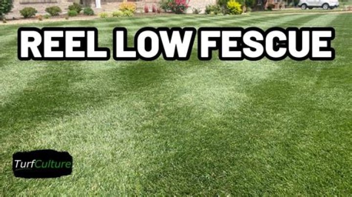 How do you cut fescue grass