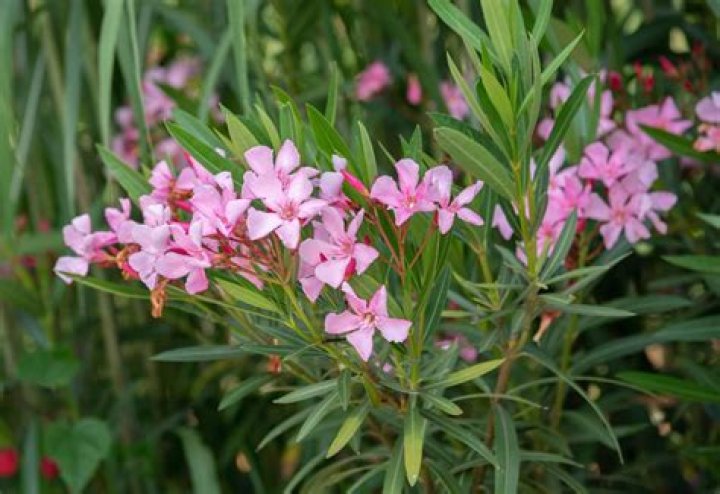 How do you dig up an oleander