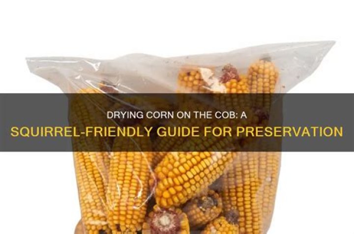 How do you dry corn on the cob for squirrels