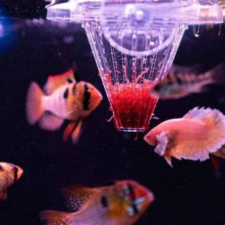 How do you feed frozen fish food