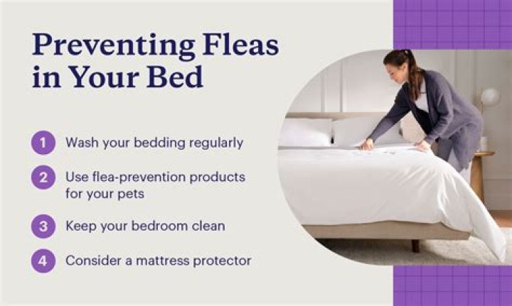 How do you get rid of fleas on human bedding