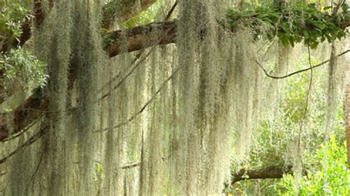 How do you get rid of Spanish moss