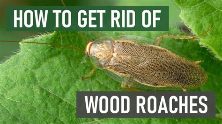 How do you get rid of wood roaches naturally