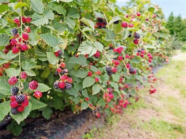 How do you grow a bramble bush