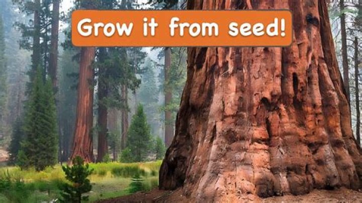 How do you grow a sequoia tree from a cone