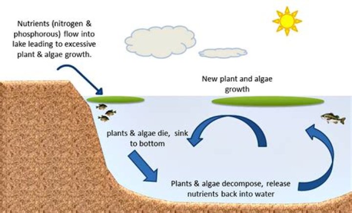 How do you grow algae on concrete