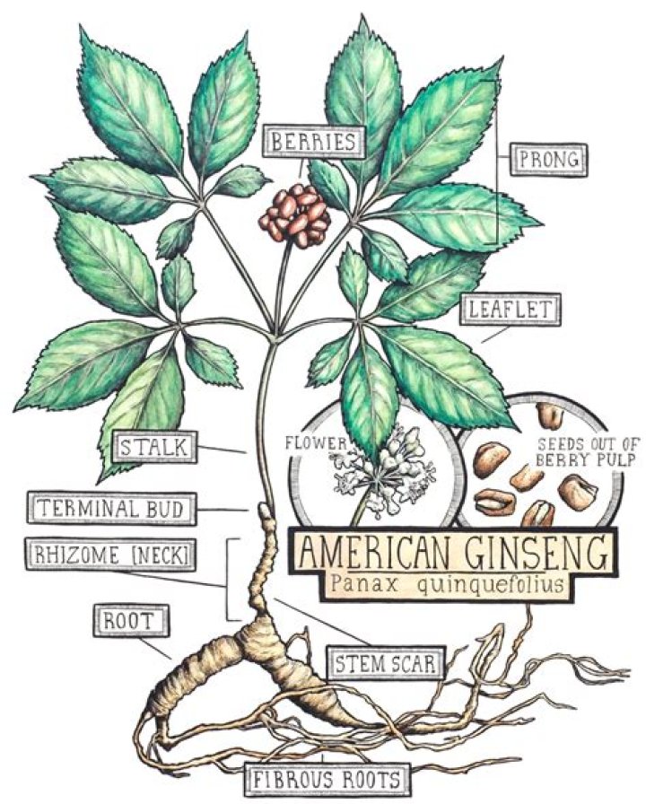 How do you grow American ginseng