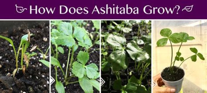 How do you grow Ashitaba